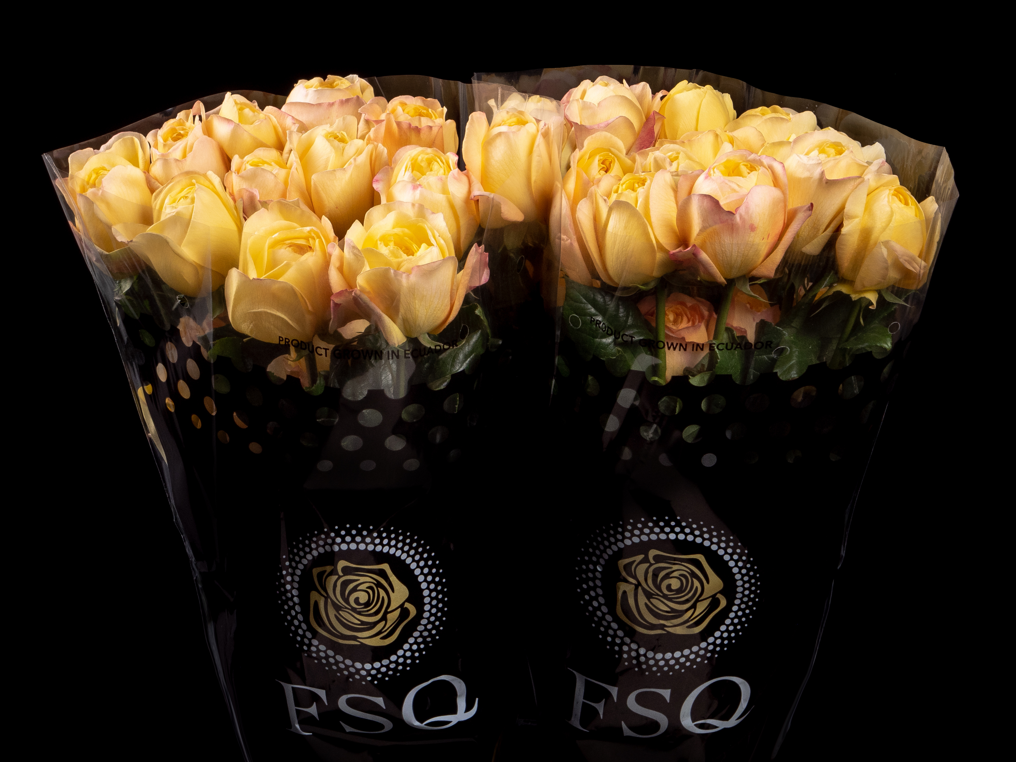 ECUADOR_ROOS_ROSA_ROSE_FLOWER_